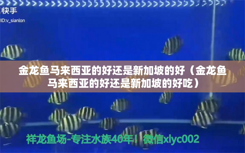 金龙鱼马来西亚的好还是新加坡的好（金龙鱼马来西亚的好还是新加坡的好吃）