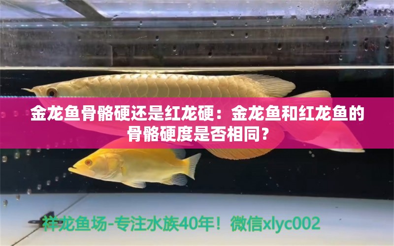 金龙鱼骨骼硬还是红龙硬：金龙鱼和红龙鱼的骨骼硬度是否相同？ 龙鱼百科 第2张