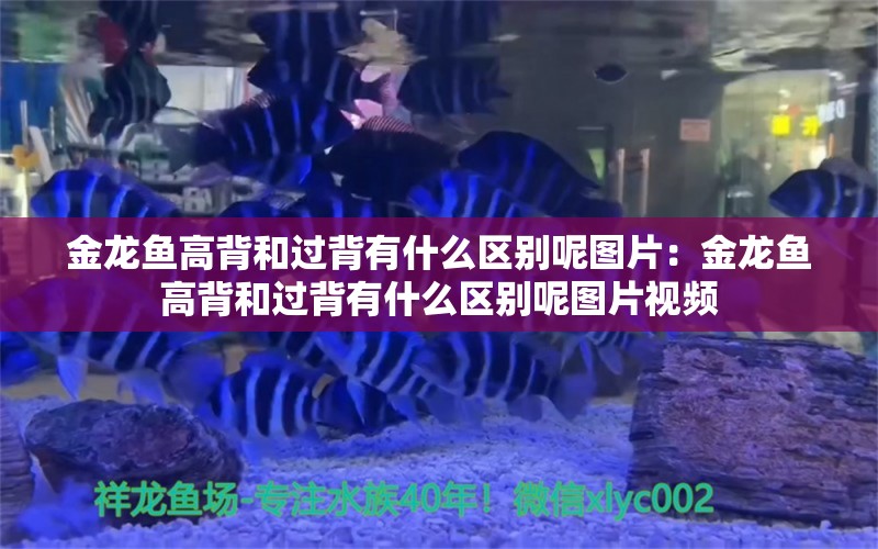 金龙鱼高背和过背有什么区别呢图片：金龙鱼高背和过背有什么区别呢图片视频