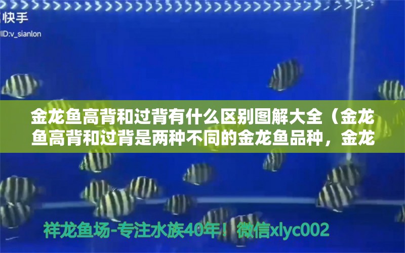 金龙鱼高背和过背有什么区别图解大全（金龙鱼高背和过背是两种不同的金龙鱼品种，金龙鱼高背和过背区别） 水族问答 第1张