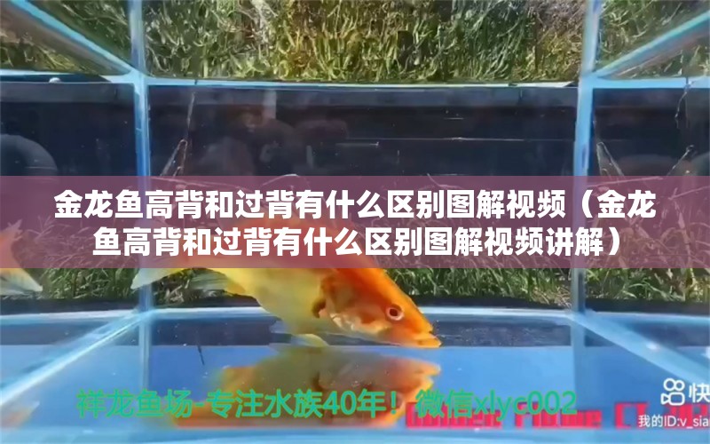 金龙鱼高背和过背有什么区别图解视频（金龙鱼高背和过背有什么区别图解视频讲解）