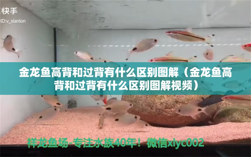 金龙鱼高背和过背有什么区别图解（金龙鱼高背和过背有什么区别图解视频）