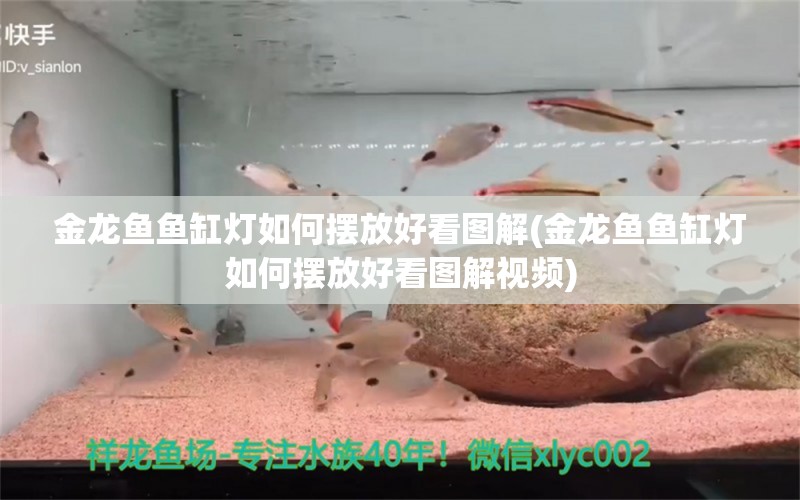 金龙鱼鱼缸灯如何摆放好看图解(金龙鱼鱼缸灯如何摆放好看图解视频) 一眉道人鱼苗