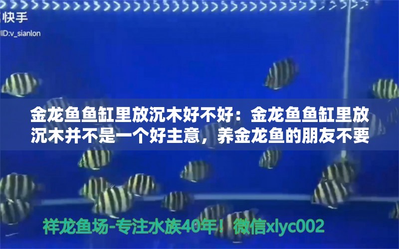 金龙鱼鱼缸里放沉木好不好：金龙鱼鱼缸里放沉木并不是一个好主意，养金龙鱼的朋友不要放 龙鱼百科 第2张