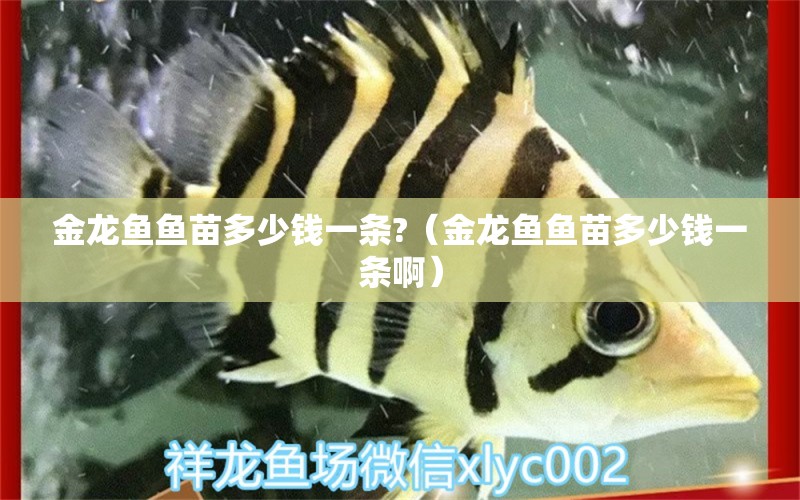 金龙鱼鱼苗多少钱一条?（金龙鱼鱼苗多少钱一条啊）