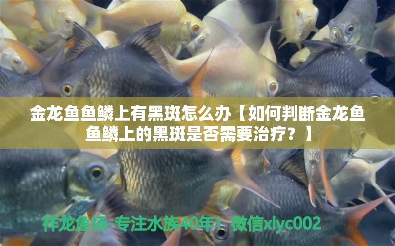 金龙鱼鱼鳞上有黑斑怎么办【如何判断金龙鱼鱼鳞上的黑斑是否需要治疗？】