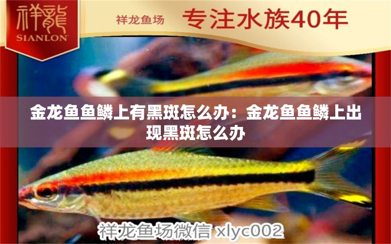 金龙鱼鱼鳞上有黑斑怎么办：金龙鱼鱼鳞上出现黑斑怎么办 龙鱼百科 第2张