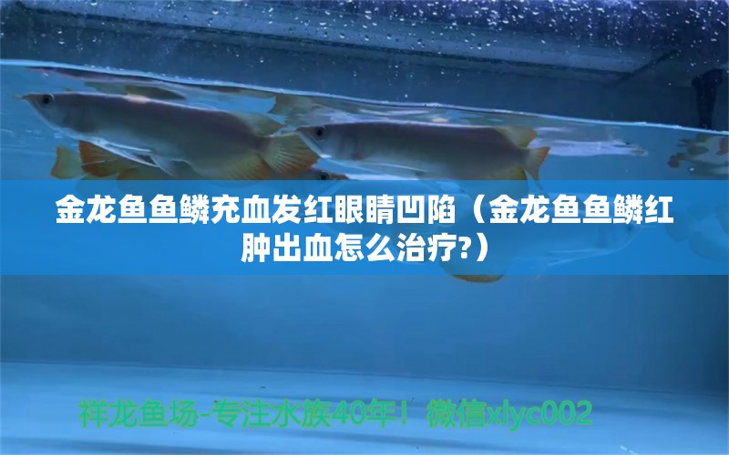 金龙鱼鱼鳞充血发红眼睛凹陷（金龙鱼鱼鳞红肿出血怎么治疗?） 观赏鱼市场（混养鱼）