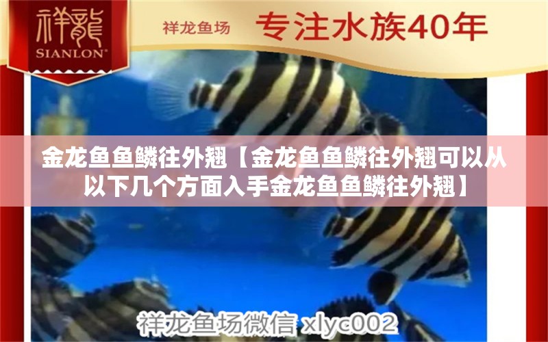 金龙鱼鱼鳞往外翘【金龙鱼鱼鳞往外翘可以从以下几个方面入手金龙鱼鱼鳞往外翘】 龙鱼百科 第1张