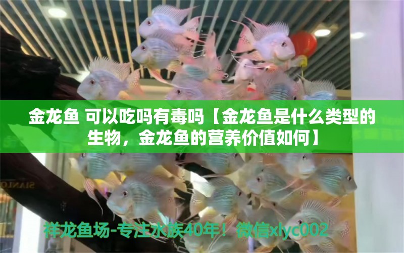 金龙鱼 可以吃吗有毒吗【金龙鱼是什么类型的生物，金龙鱼的营养价值如何】 水族问答 第1张