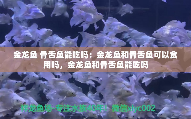 金龙鱼 骨舌鱼能吃吗：金龙鱼和骨舌鱼可以食用吗，金龙鱼和骨舌鱼能吃吗 龙鱼百科 第2张