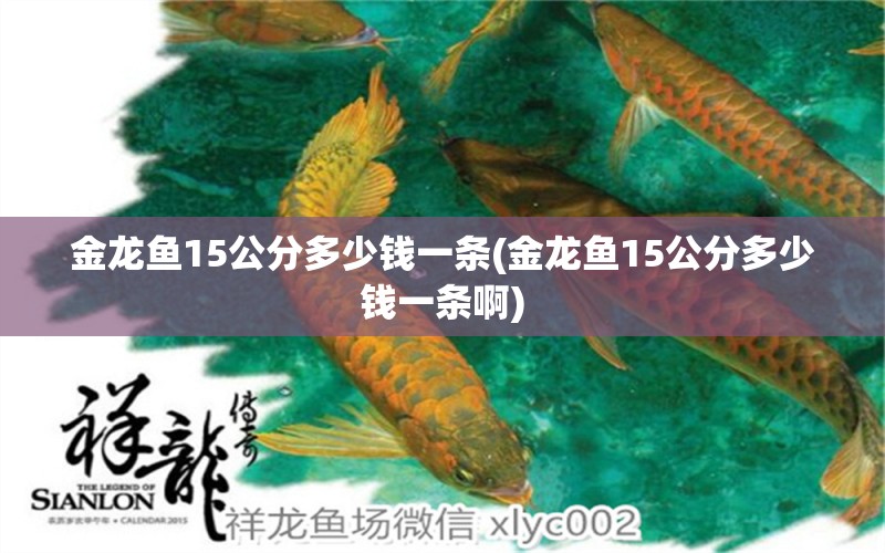 金龙鱼15公分多少钱一条(金龙鱼15公分多少钱一条啊)