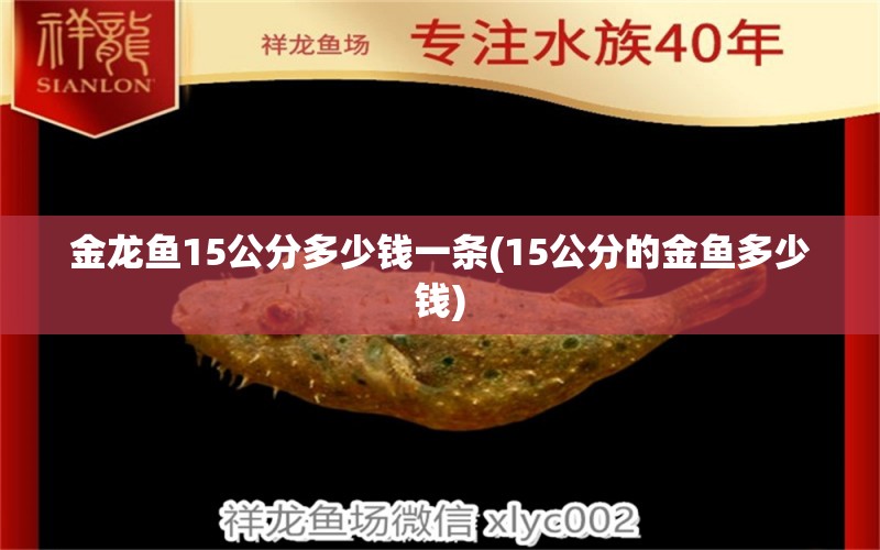 金龙鱼15公分多少钱一条(15公分的金鱼多少钱)