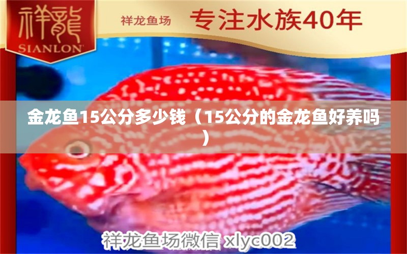 金龙鱼15公分多少钱（15公分的金龙鱼好养吗）