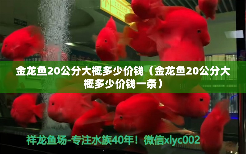 金龙鱼20公分大概多少价钱（金龙鱼20公分大概多少价钱一条） 观赏鱼市场（混养鱼）