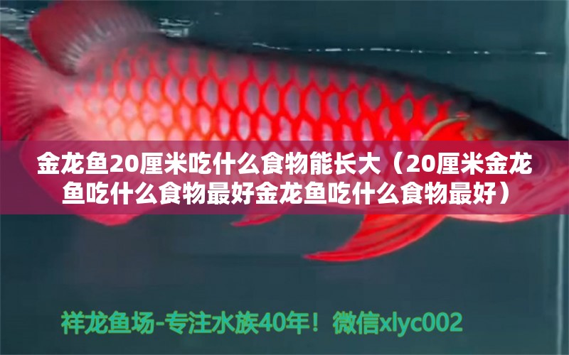 金龙鱼20厘米吃什么食物能长大（20厘米金龙鱼吃什么食物最好金龙鱼吃什么食物最好）