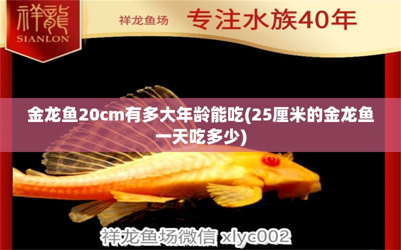 金龙鱼20cm有多大年龄能吃(25厘米的金龙鱼一天吃多少)