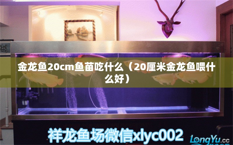 金龙鱼20cm鱼苗吃什么（20厘米金龙鱼喂什么好）