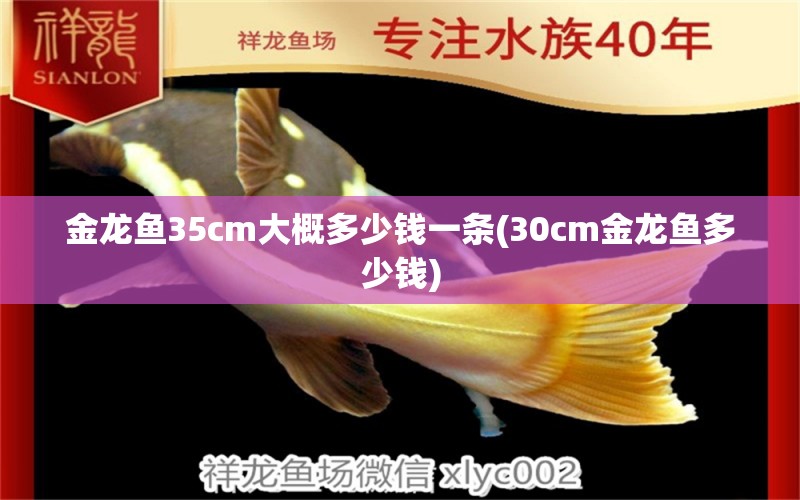 金龙鱼35cm大概多少钱一条(30cm金龙鱼多少钱)