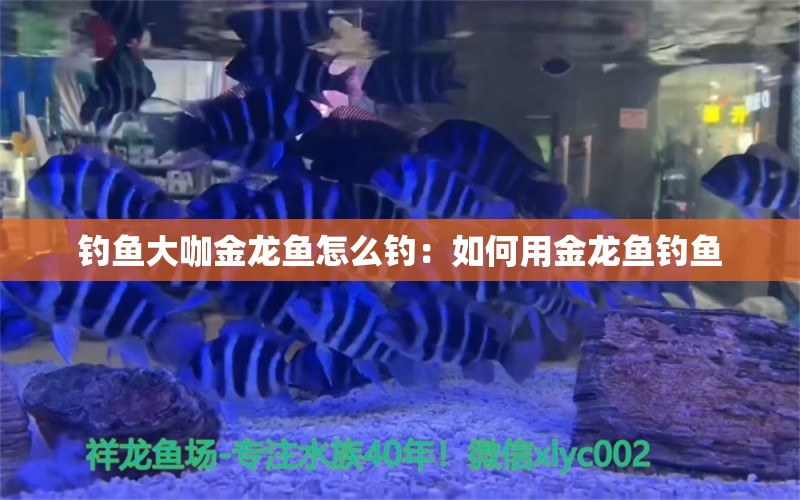 钓鱼大咖金龙鱼怎么钓：如何用金龙鱼钓鱼 水族问答