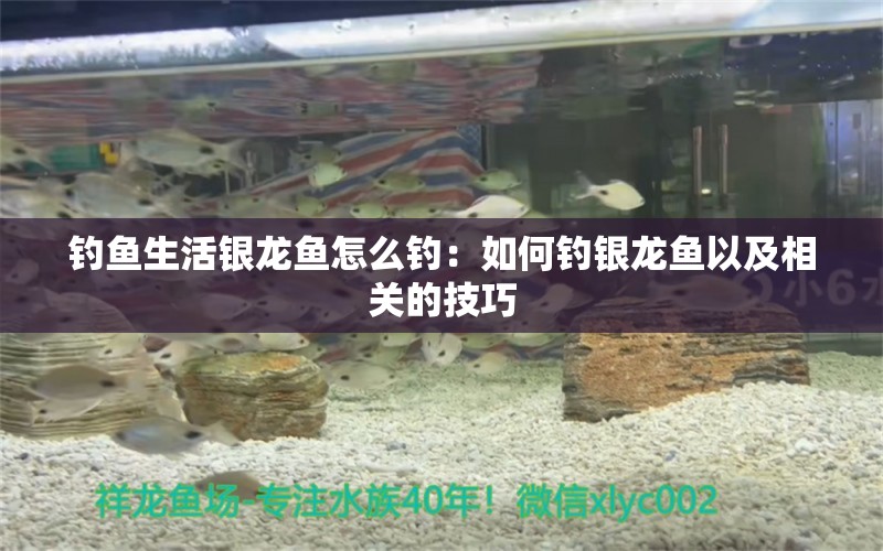 钓鱼生活银龙鱼怎么钓：如何钓银龙鱼以及相关的技巧 水族问答 第2张