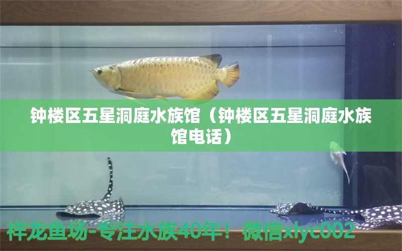 钟楼区五星洞庭水族馆（钟楼区五星洞庭水族馆电话）