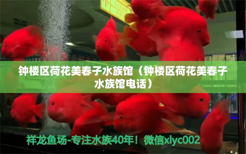 钟楼区荷花美春子水族馆（钟楼区荷花美春子水族馆电话）