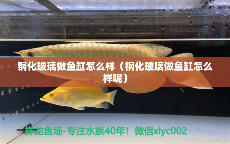 钢化玻璃做鱼缸怎么样（钢化玻璃做鱼缸怎么样呢） 祥龙水族医院