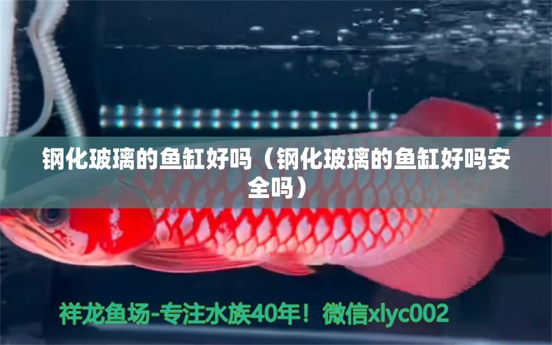 钢化玻璃的鱼缸好吗（钢化玻璃的鱼缸好吗安全吗） 祥龙水族医院