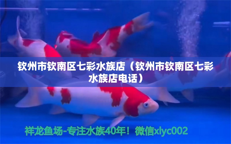 钦州市钦南区七彩水族店（钦州市钦南区七彩水族店电话）