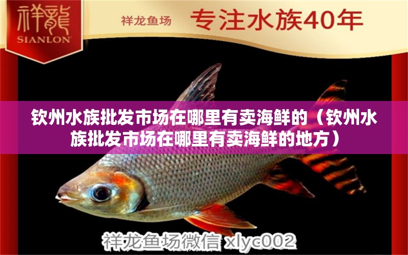 钦州水族批发市场在哪里有卖海鲜的（钦州水族批发市场在哪里有卖海鲜的地方） 观赏鱼水族批发市场