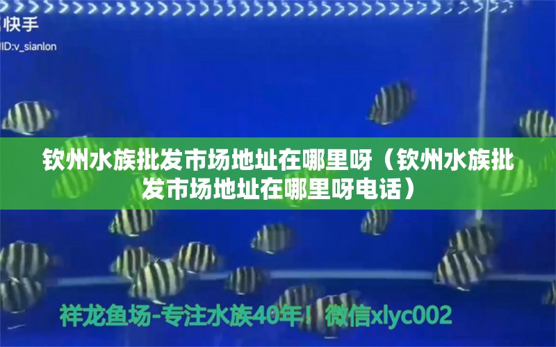 钦州水族批发市场地址在哪里呀（钦州水族批发市场地址在哪里呀电话）