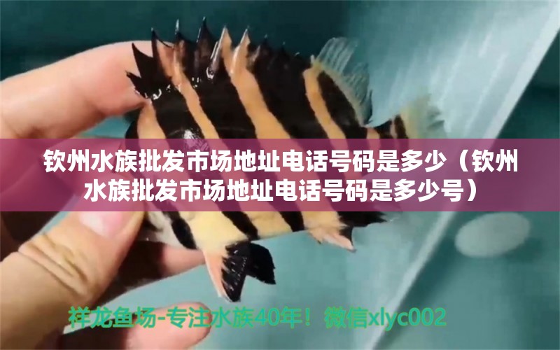 钦州水族批发市场地址电话号码是多少（钦州水族批发市场地址电话号码是多少号）