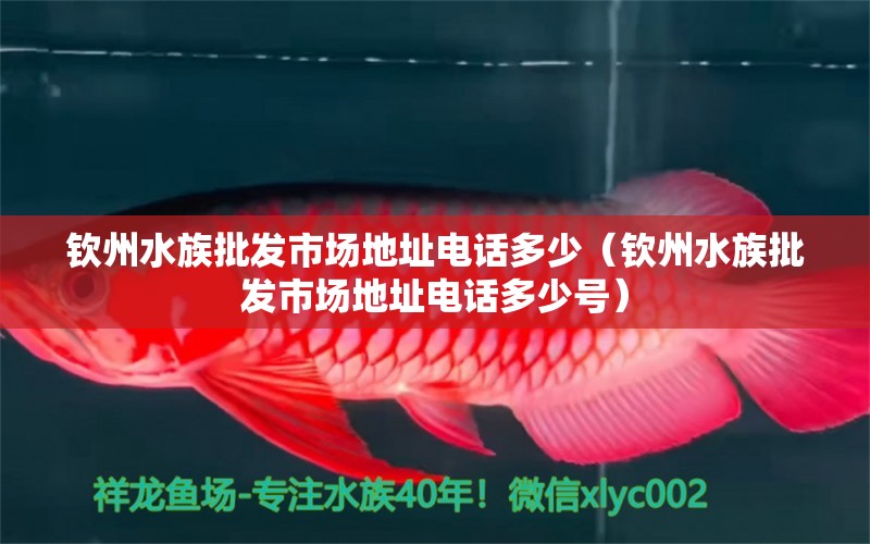 钦州水族批发市场地址电话多少（钦州水族批发市场地址电话多少号） 观赏鱼水族批发市场