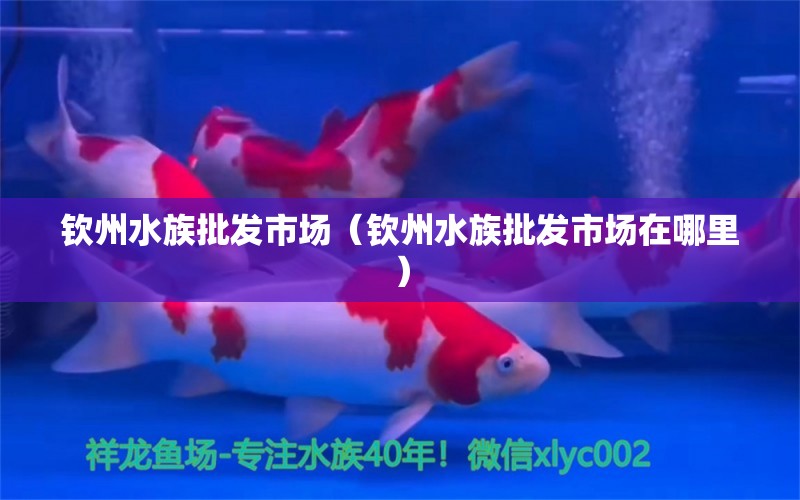 钦州水族批发市场（钦州水族批发市场在哪里）