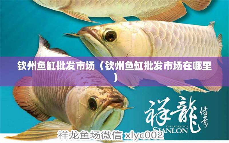 钦州鱼缸批发市场（钦州鱼缸批发市场在哪里） 观赏鱼水族批发市场