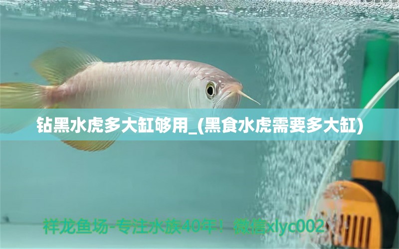 钻黑水虎多大缸够用_(黑食水虎需要多大缸) 食人鱼（水虎）