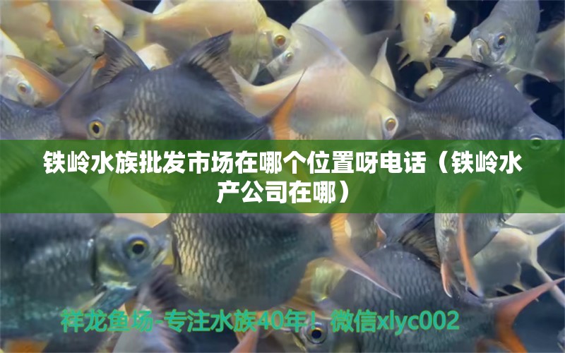 铁岭水族批发市场在哪个位置呀电话（铁岭水产公司在哪）