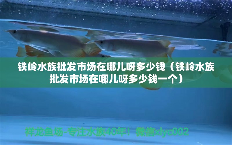 铁岭水族批发市场在哪儿呀多少钱（铁岭水族批发市场在哪儿呀多少钱一个）