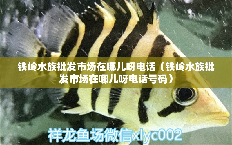 铁岭水族批发市场在哪儿呀电话（铁岭水族批发市场在哪儿呀电话号码）