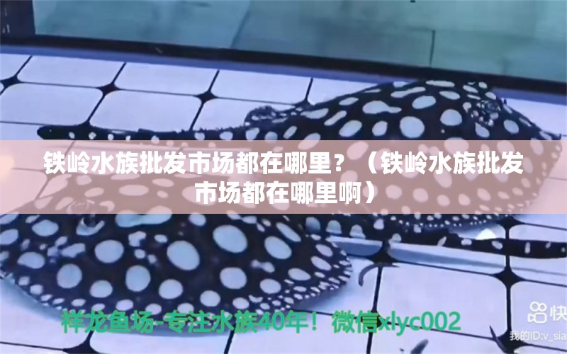 铁岭水族批发市场都在哪里？（铁岭水族批发市场都在哪里啊）