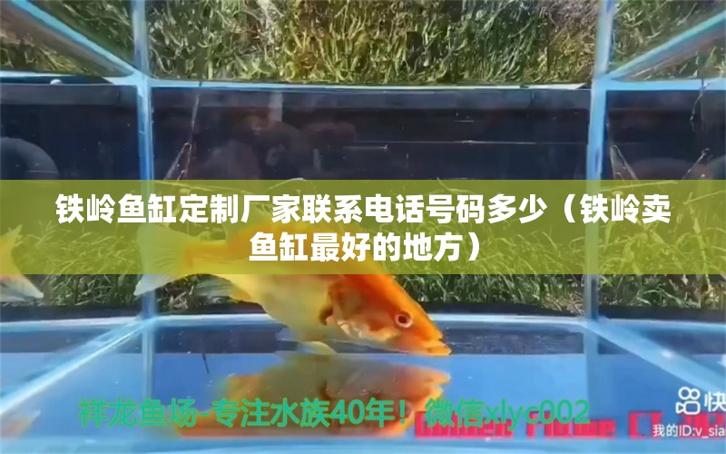 铁岭鱼缸定制厂家联系电话号码多少（铁岭卖鱼缸最好的地方） 未命名