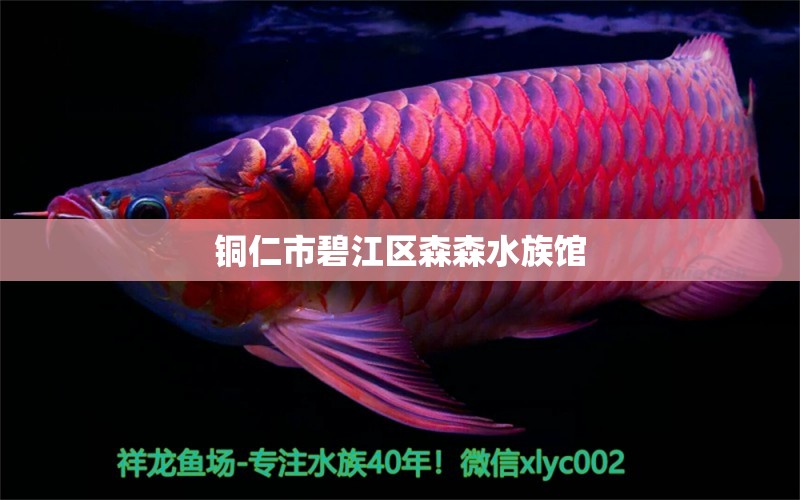 铜仁市碧江区森森水族馆 全国水族馆企业名录