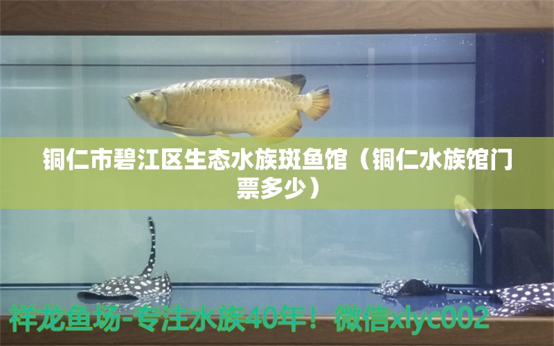 铜仁市碧江区生态水族斑鱼馆（铜仁水族馆门票多少） 全国水族馆企业名录