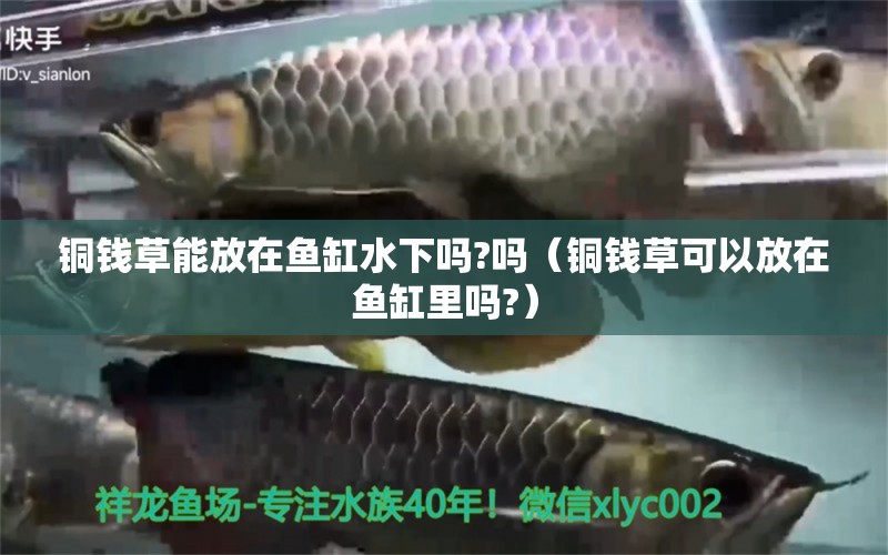 铜钱草能放在鱼缸水下吗?吗（铜钱草可以放在鱼缸里吗?） 观赏鱼市场（混养鱼）