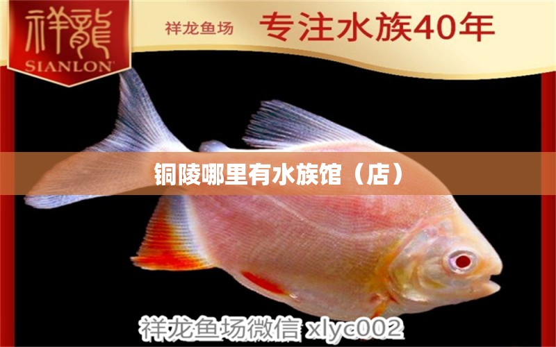 铜陵哪里有水族馆（店）