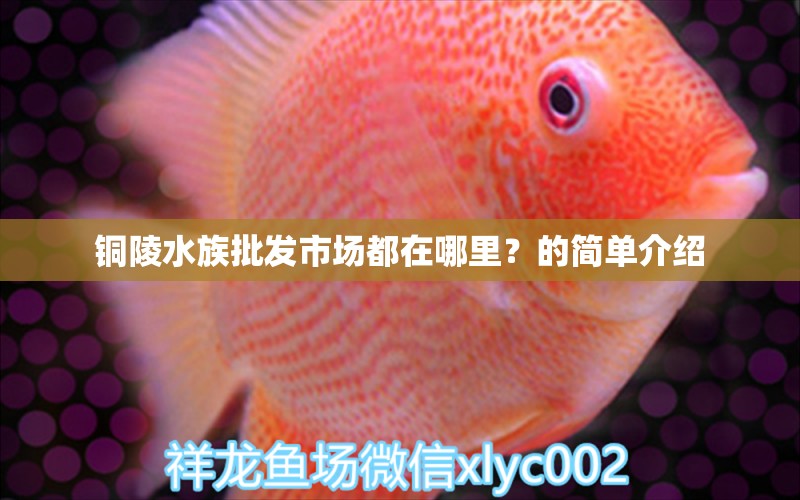 铜陵水族批发市场都在哪里？的简单介绍 观赏鱼水族批发市场 第1张