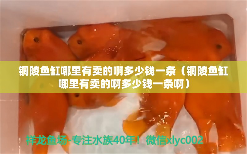 铜陵鱼缸哪里有卖的啊多少钱一条（铜陵鱼缸哪里有卖的啊多少钱一条啊）