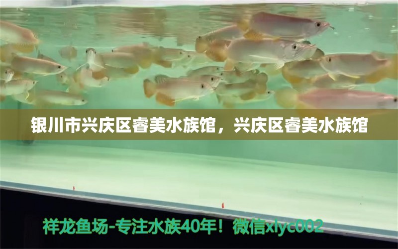 银川市兴庆区睿美水族馆，兴庆区睿美水族馆 全国观赏鱼市场 第2张