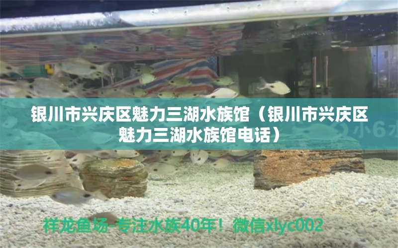 银川市兴庆区魅力三湖水族馆（银川市兴庆区魅力三湖水族馆电话）